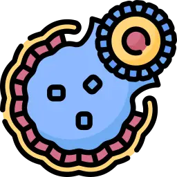 blastocyst